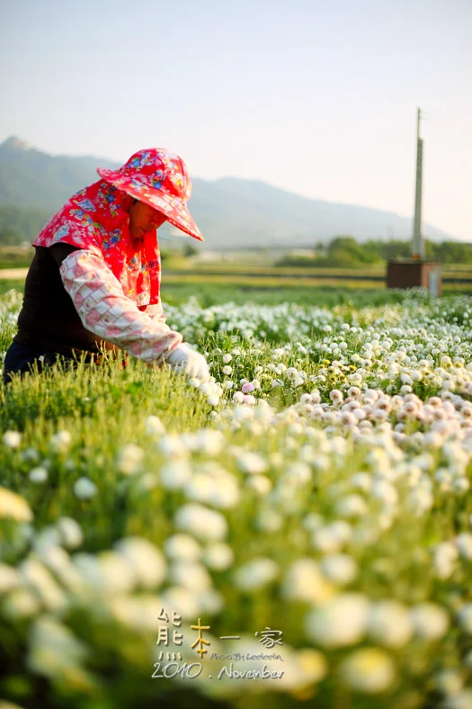 苗栗銅鑼杭菊季