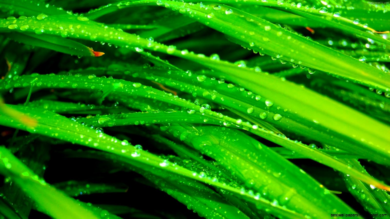 Apple Leaves Backgrounds Desktop