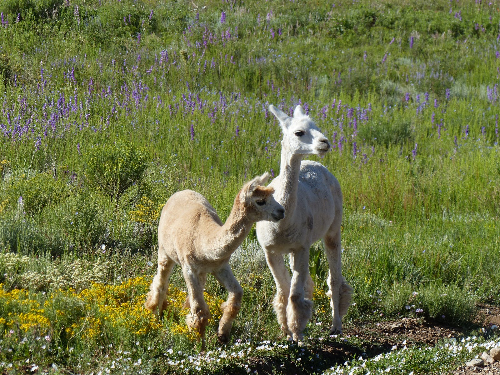 Land Cruising Adventure Cimarron New Mexico