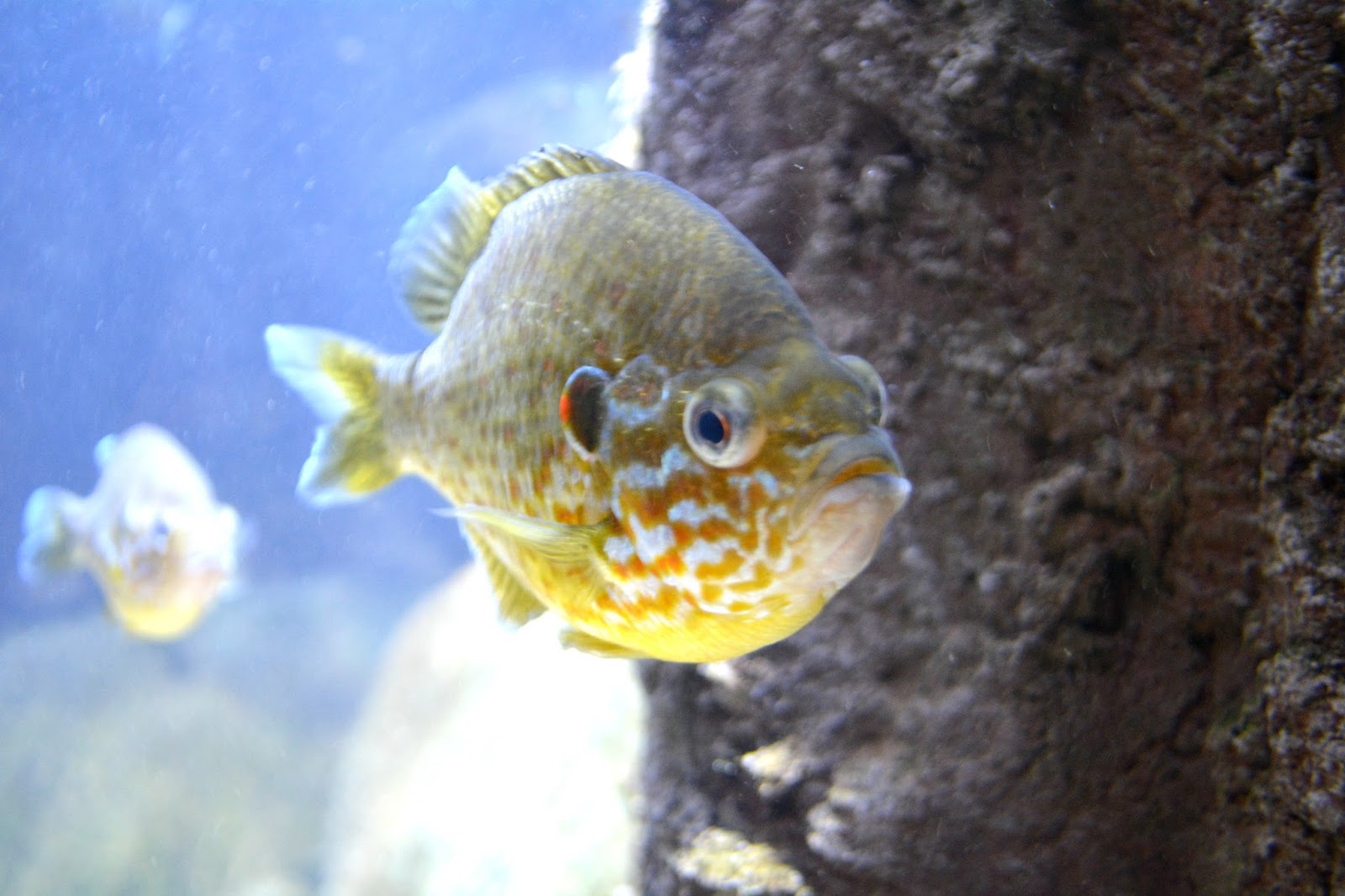 Beauty Of A Wallflower