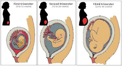 THE BABY RECORD BOOK: The three (3) trimesters (1st to 3rd Month of ...