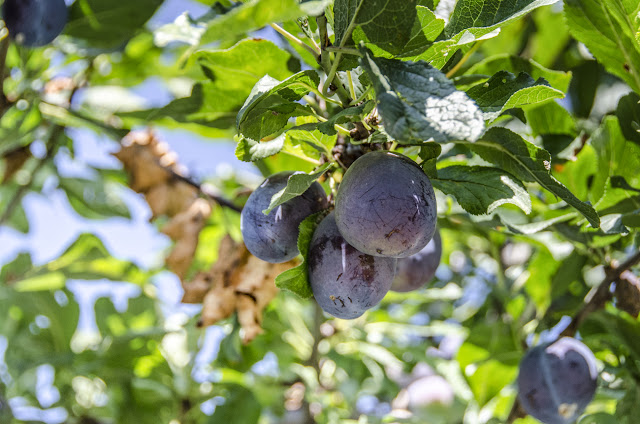 Plums - fruit that will regenerate your body - Healing properties of prunes