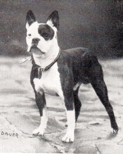 Petwatch Hunde Und Qualzucht 2 2