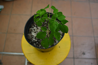Moringa oleifera desde semilla