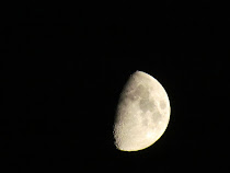 Kuu