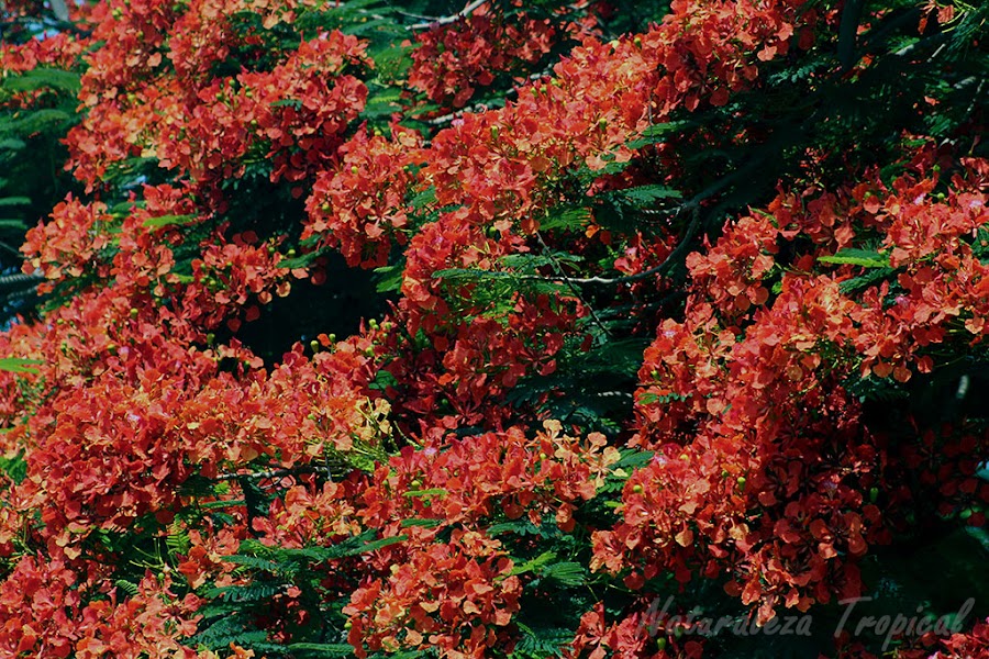 Floración abundante de un Framboyán, Delonix regia