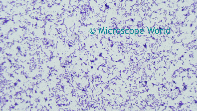 Microscopy image of bacillus subtilis at 100x magnification.