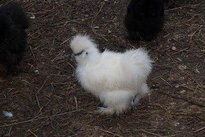 fluffy chicken