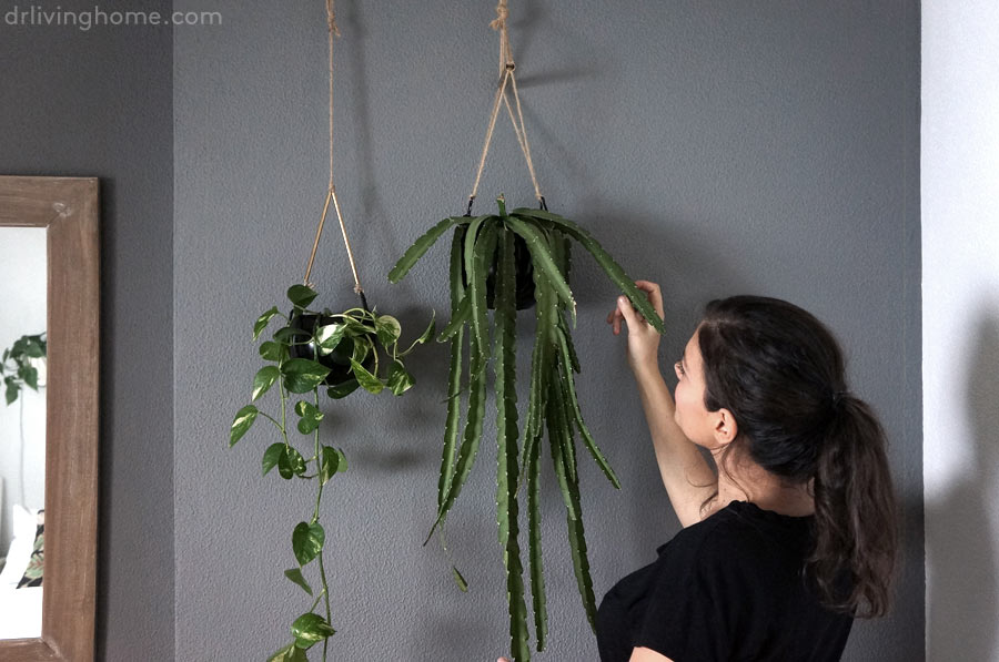 Macetas diy para decorar con plantas