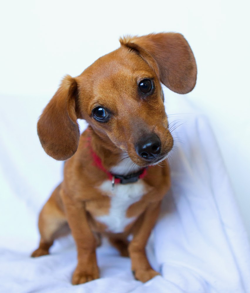Shelter Dogs of Portland "ARLO" happy young Doxie mix