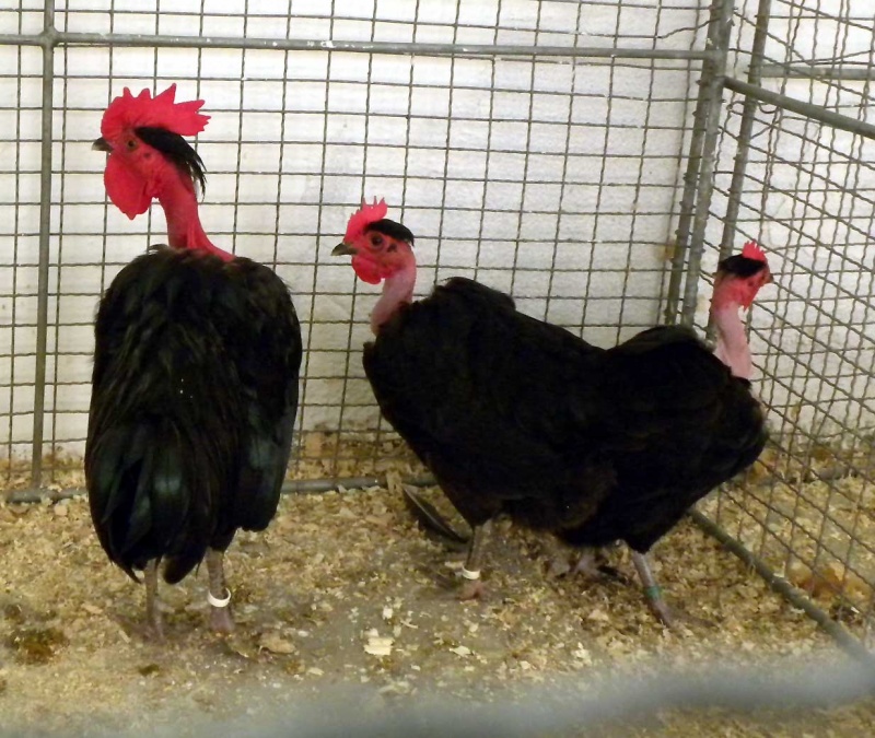 Breed Savers Naked Necks Chickens that Look Like Turkeys