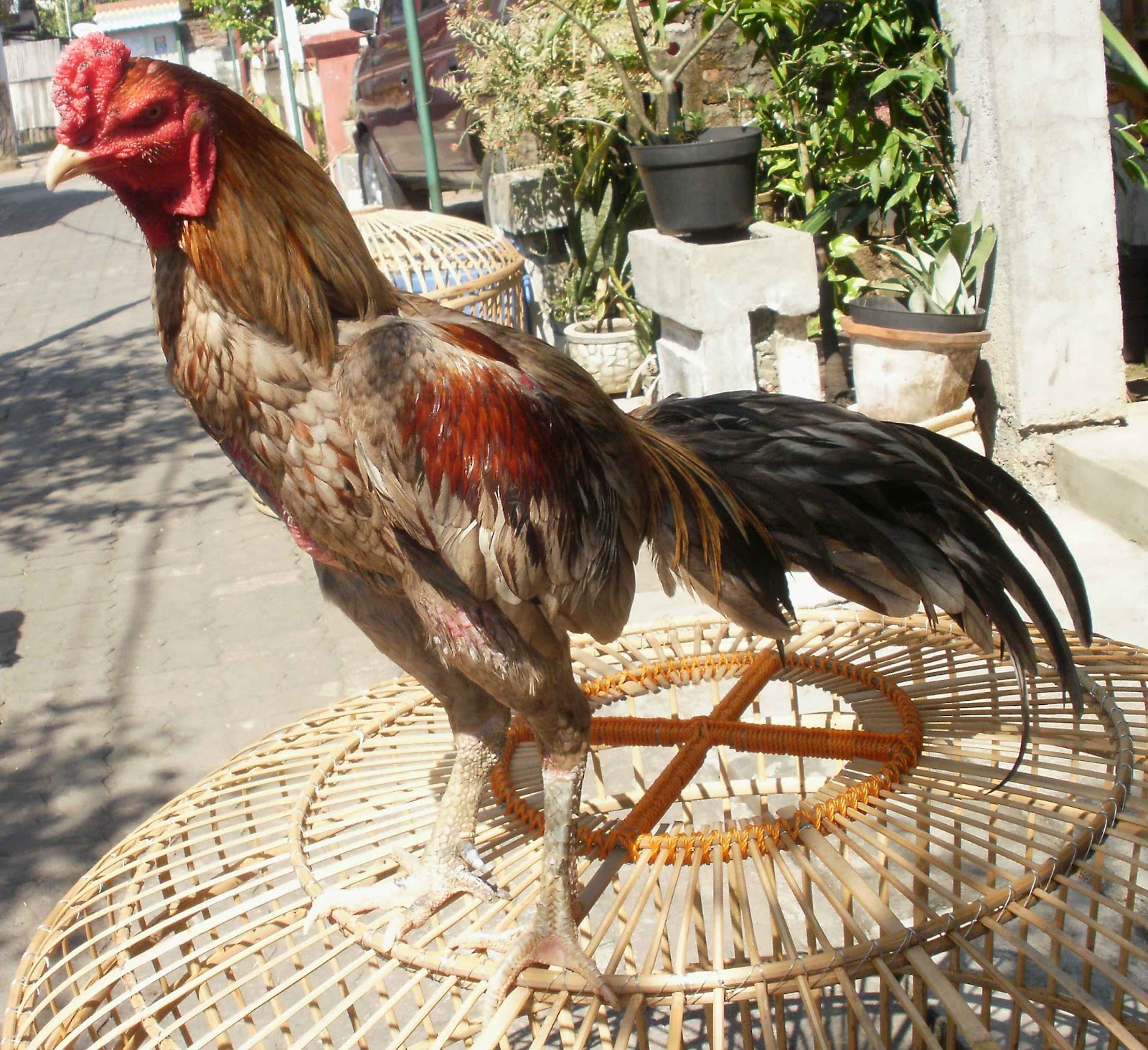 Ayam Bangkok Klawu
