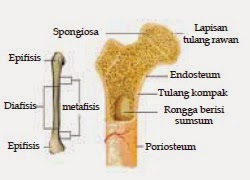 Struktur tulang pipa