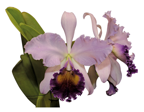 Colombian Tropical Flowers The Magical Realism Of Colombian Orchids