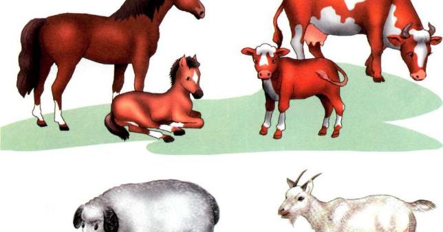 домашние животные их детеныши для детей. домашние животные для дошкольников. демонстрационный материал домашние животные. животные для дошкольников. домашние животные для детей.