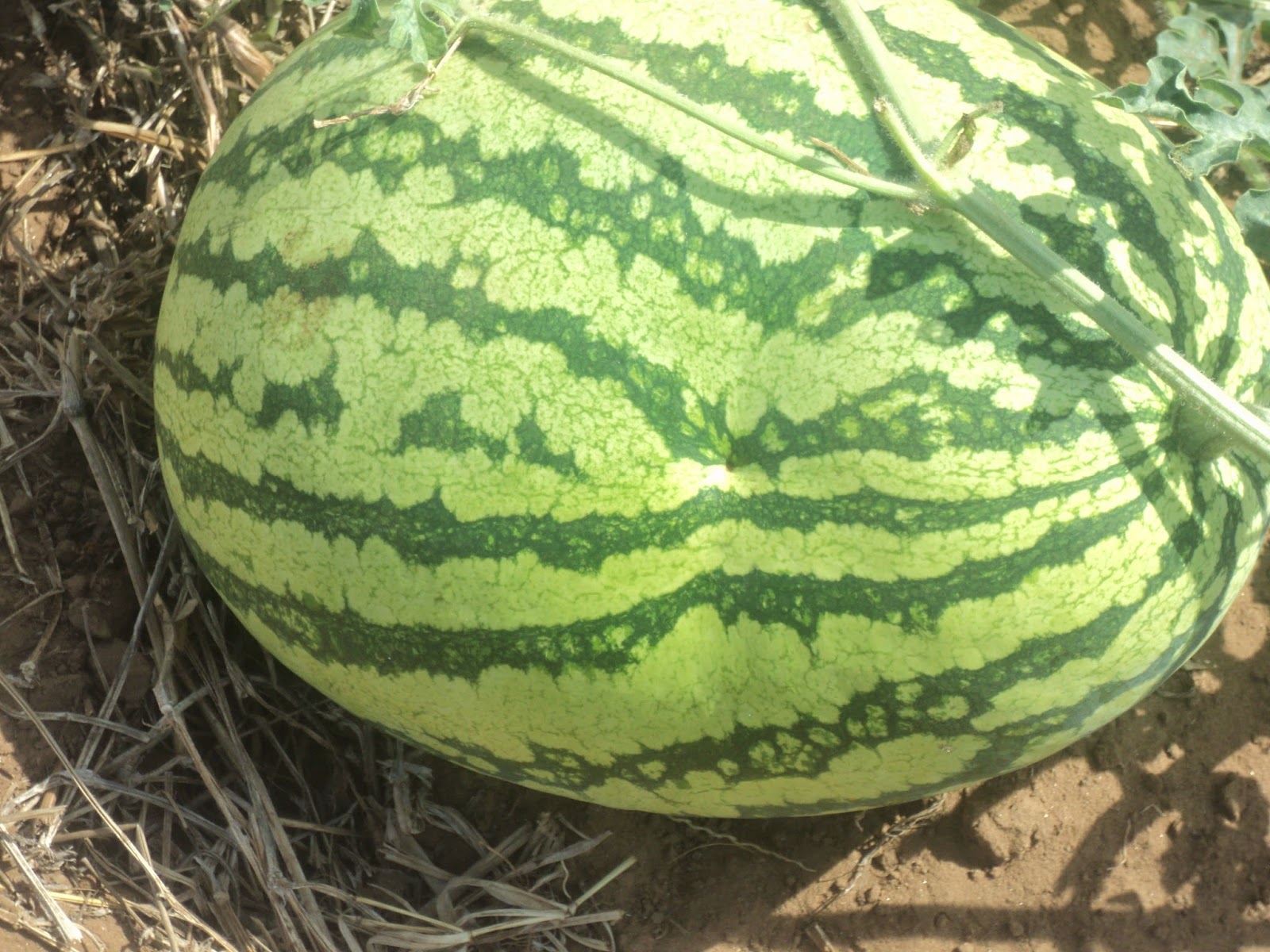 Farmvest Kenya Some insights into Watermelon farming (pictorials)