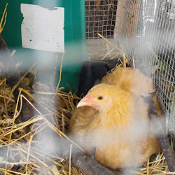 RAYGUNOMICS: Chicken Coop Addition and the Adventures of