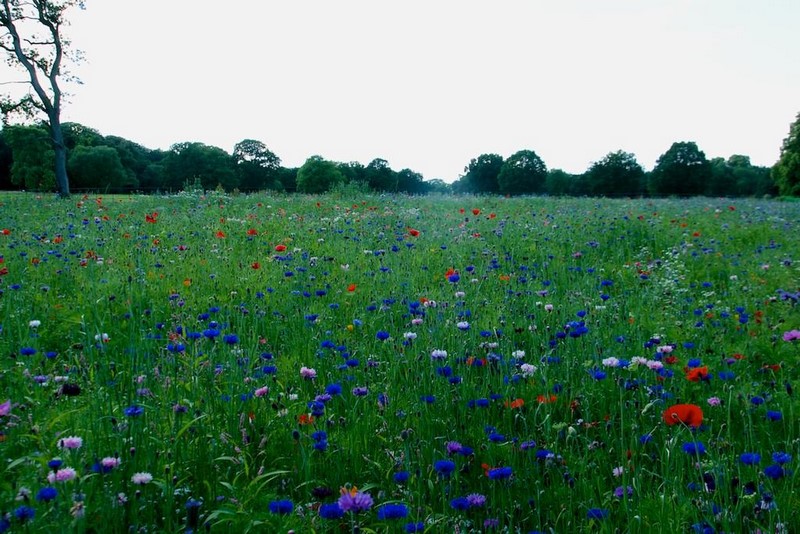 "Pictorial Meadows" praderas pictoricas flores multicolor valor ornamental, profesores Nigel Dunnett,James Hitchmough 