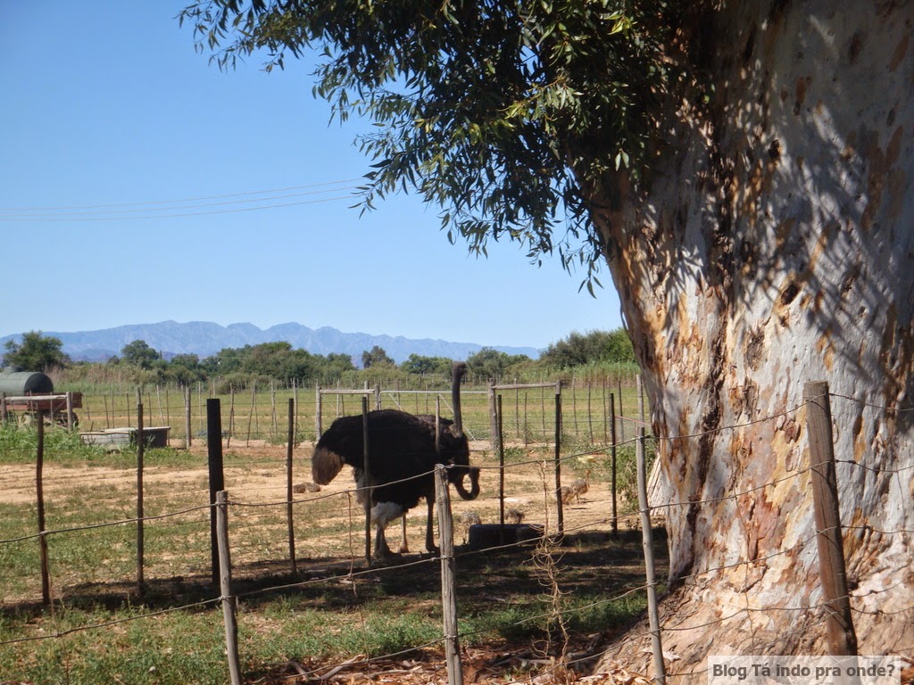 fazenda de avestruz na África do Sul