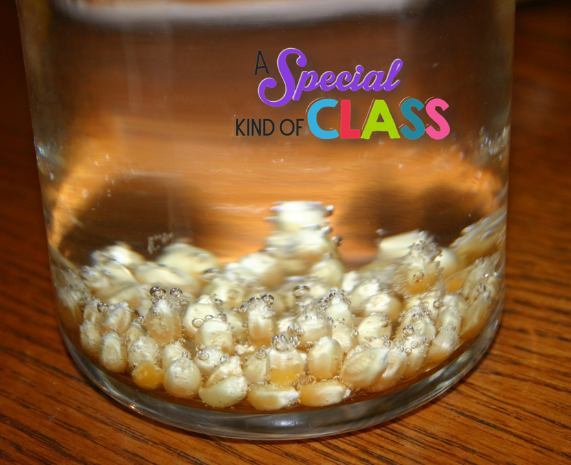 A special kind of class Science Saturday Bouncy Popcorn Kernels
