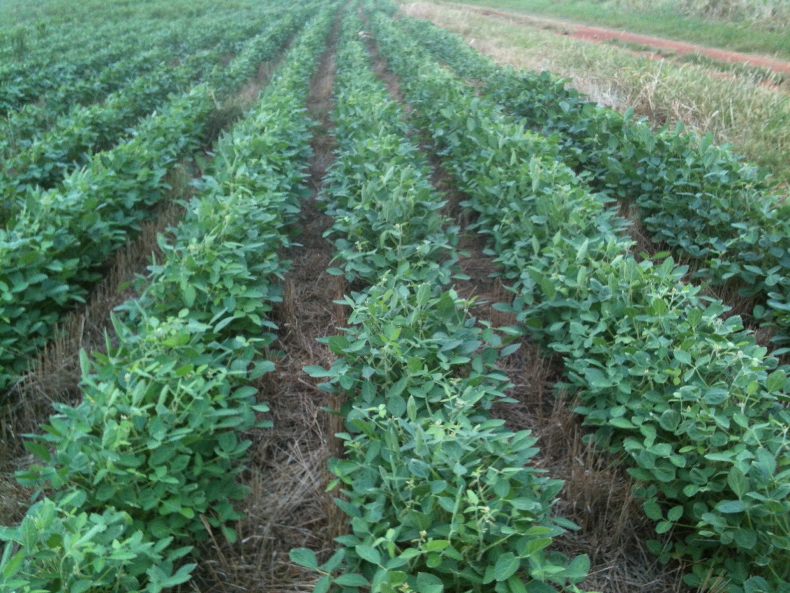 Watch Out For The Bull Double Crop Soybeans August 23