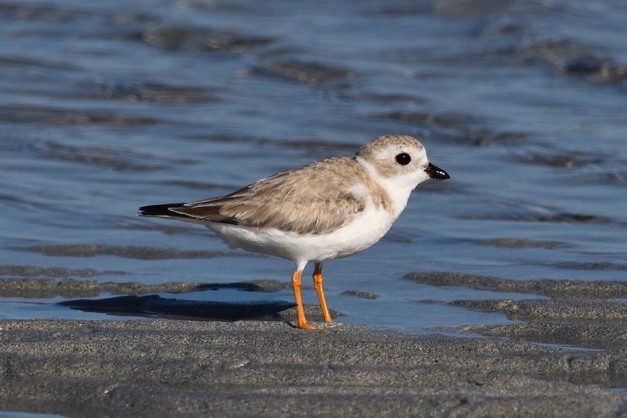 Birding Adventures Of Dave Dereamus