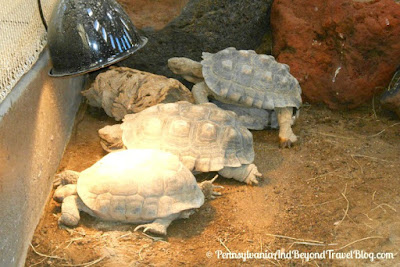 ZooAmerica North American Wildlife Park - Turtles