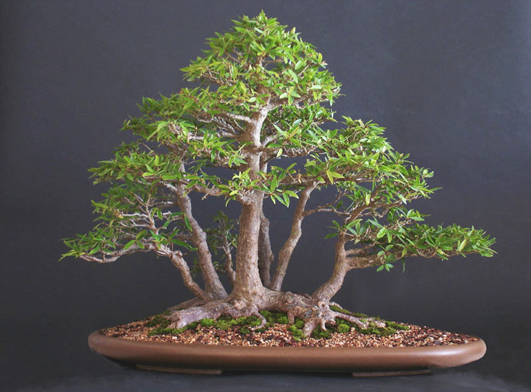 Multitrunk Bonsai style (Kabudachi) About Bonsai