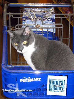 Do You Feed Your Cat Like Nature Intended? Getting Wild With #NaturalBalance #ad