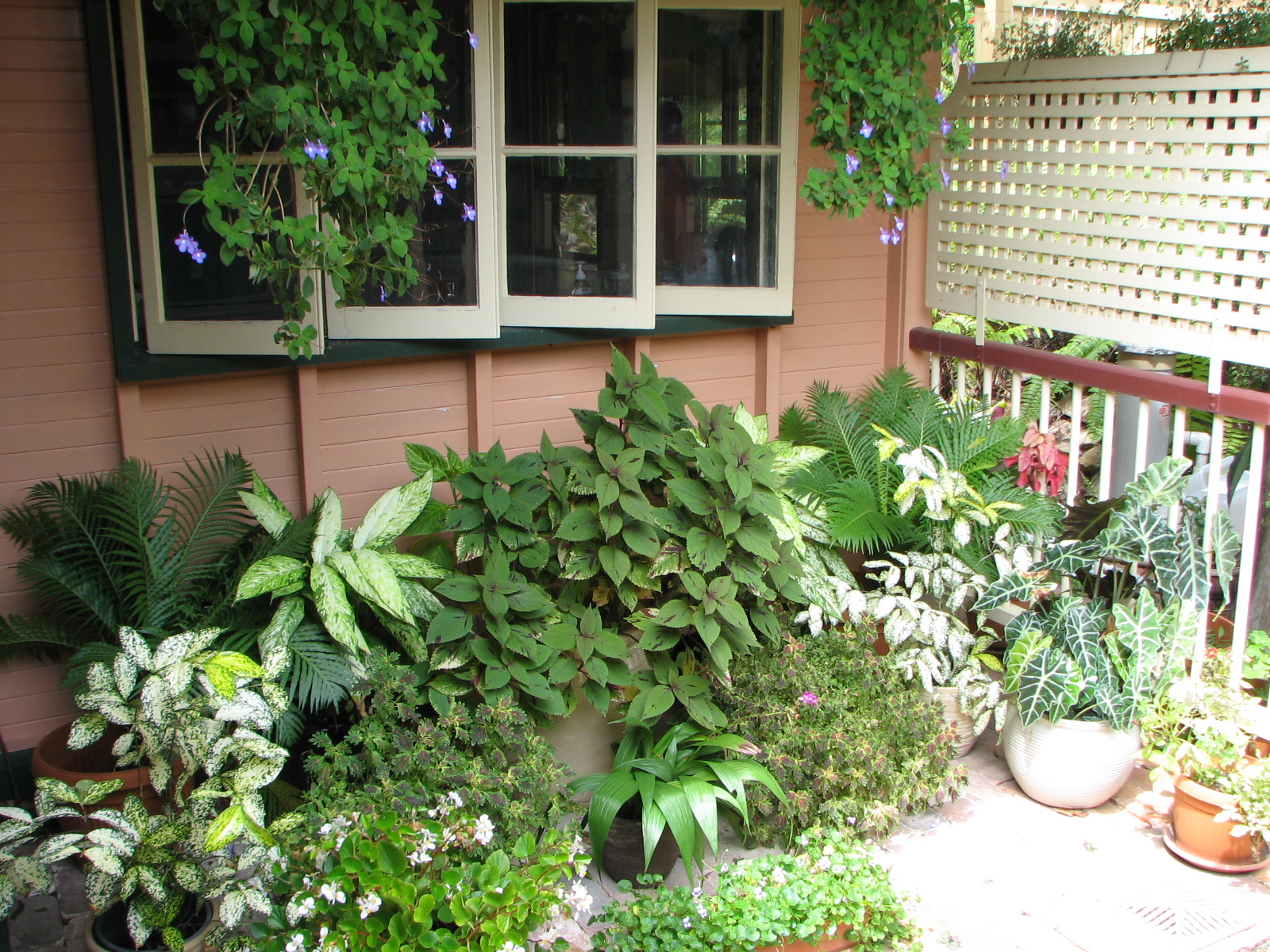 My Dry Tropics Garden The Gardening Year Begins My Dry Tropics