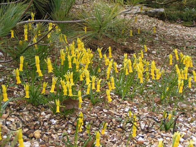 Botaniquarium - Narcissus cyclamineus on pea shingle