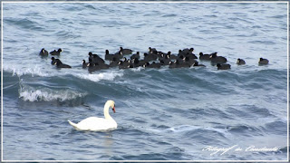 Iarna la Cazino 09.01.2017 Winter Casino Constanta