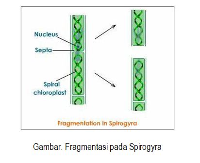 Reproduksi Ganggang Blog Pak Pandani