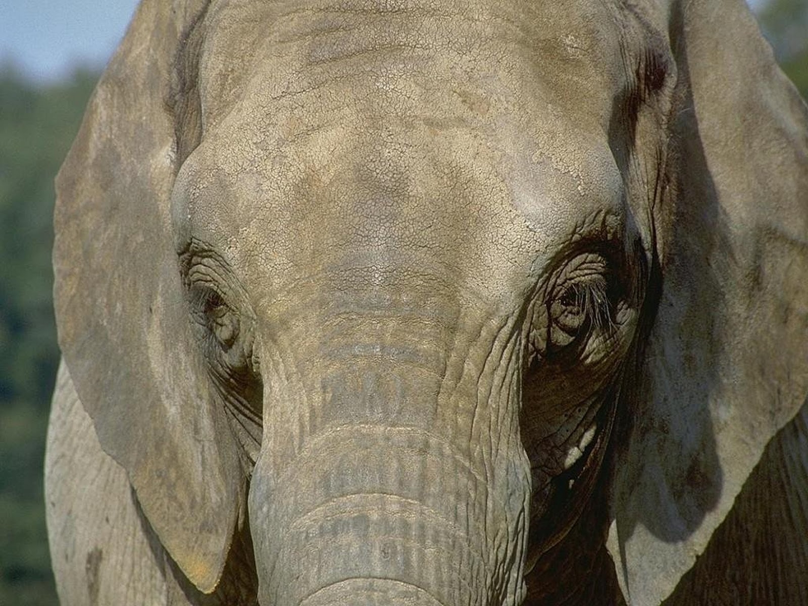 Слоны без бивней. Слоненок. Лицо слона. Elephant name