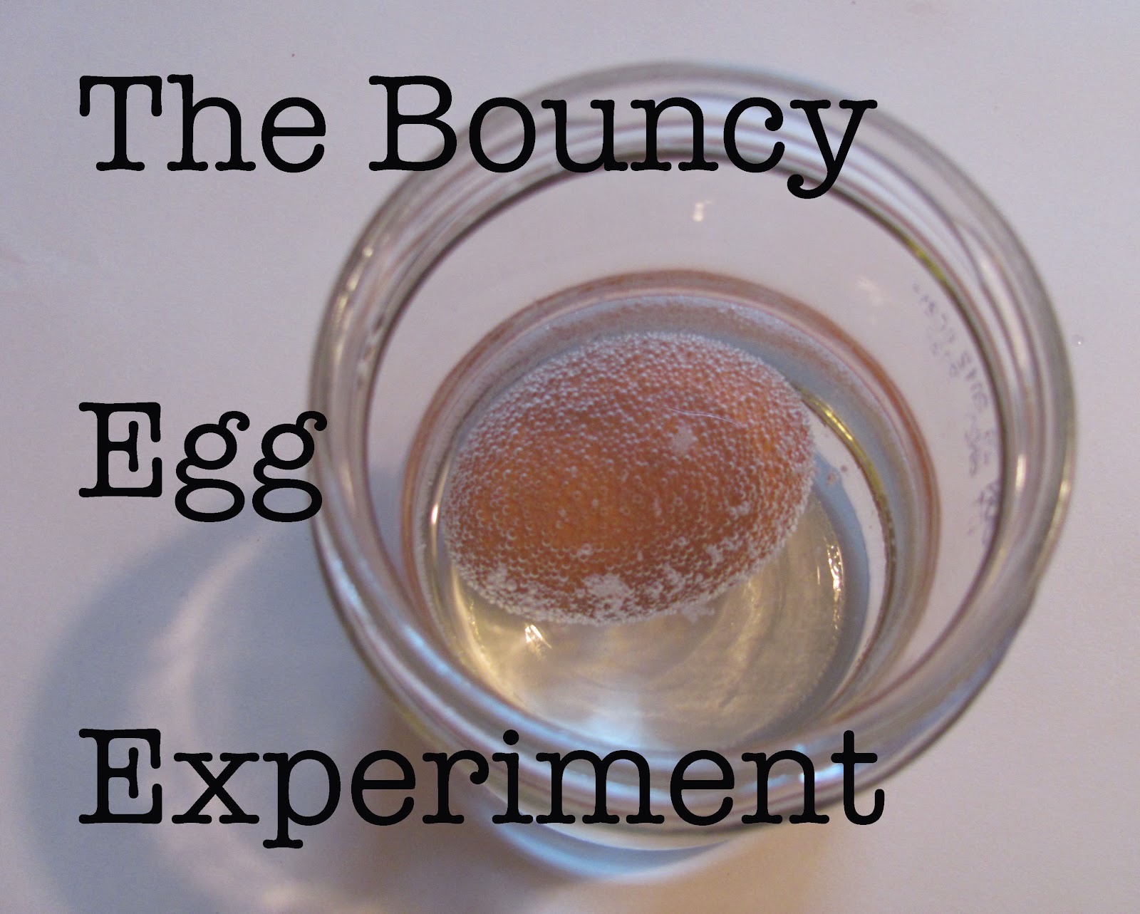 The Chocolate Muffin Tree The Transparent And Bouncy Egg Experiment The Chocolate Muffin Tree The Transparent And Bouncy Egg Experiment