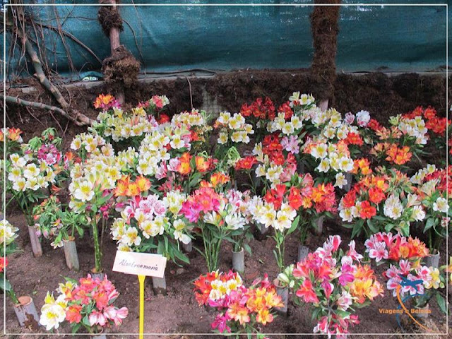 Flower Exhibition Centre, Gangtok, Índia