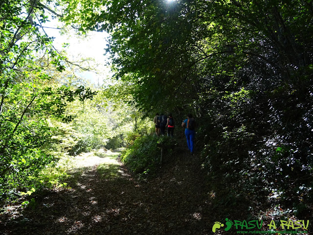 Ruta Vega Pociellu y Bosque Fabucao: Entrada en el Bosque de Fabucao