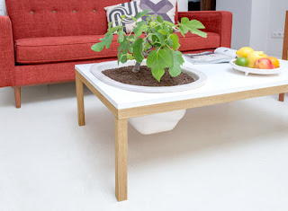 Mesa de madera con bonsai integrado
