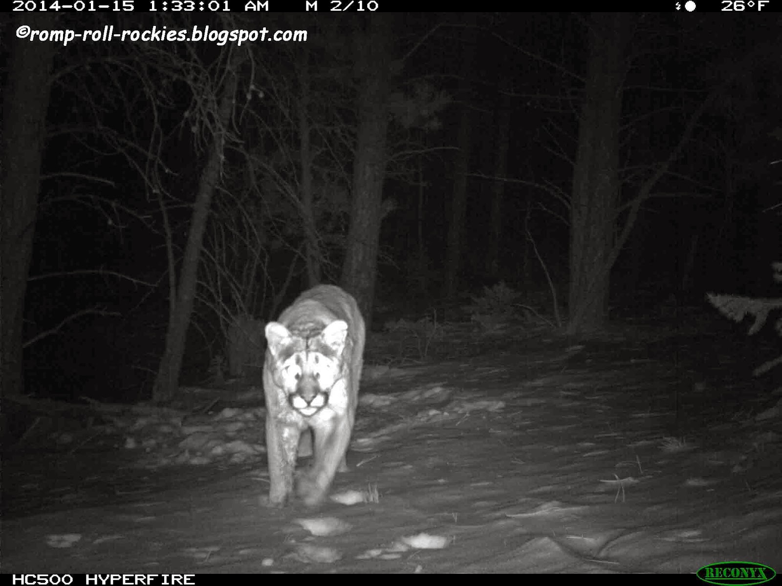 Romping and Rolling in the Rockies: Black and White Sunday: A Predator