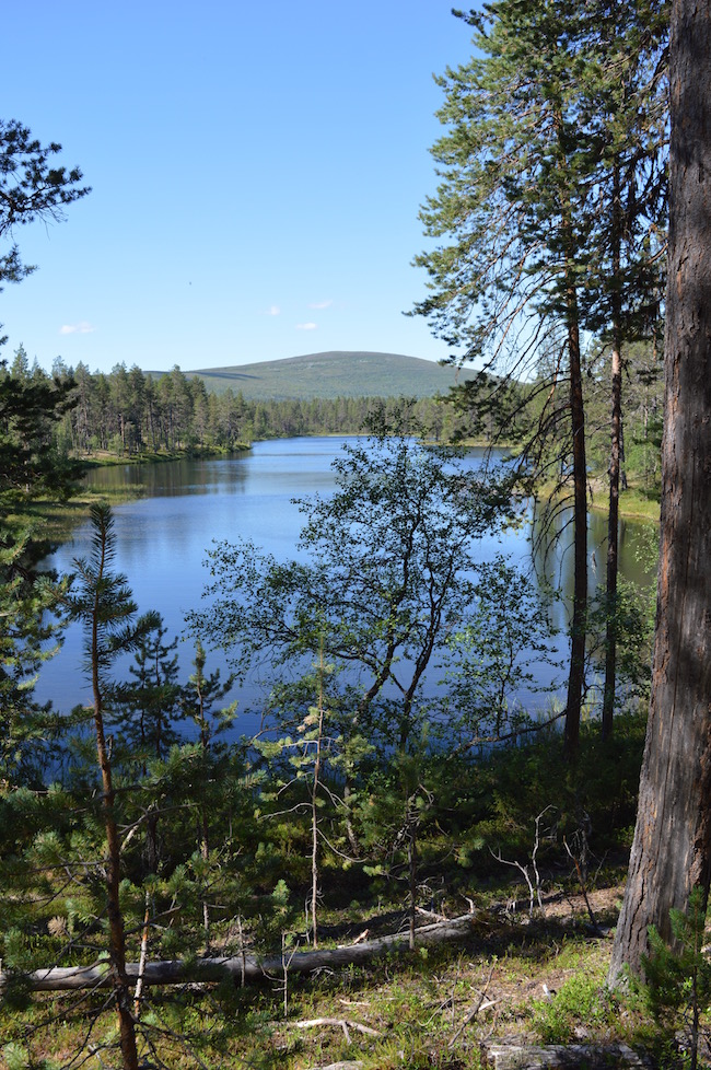 Lapin kesa, Pallas-Yllastunturin kansallispuisto Lapin kesa, Pallas-Yllastunturin kansallispuisto