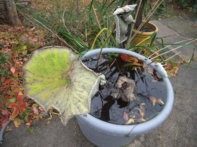 winter lotus leaf
