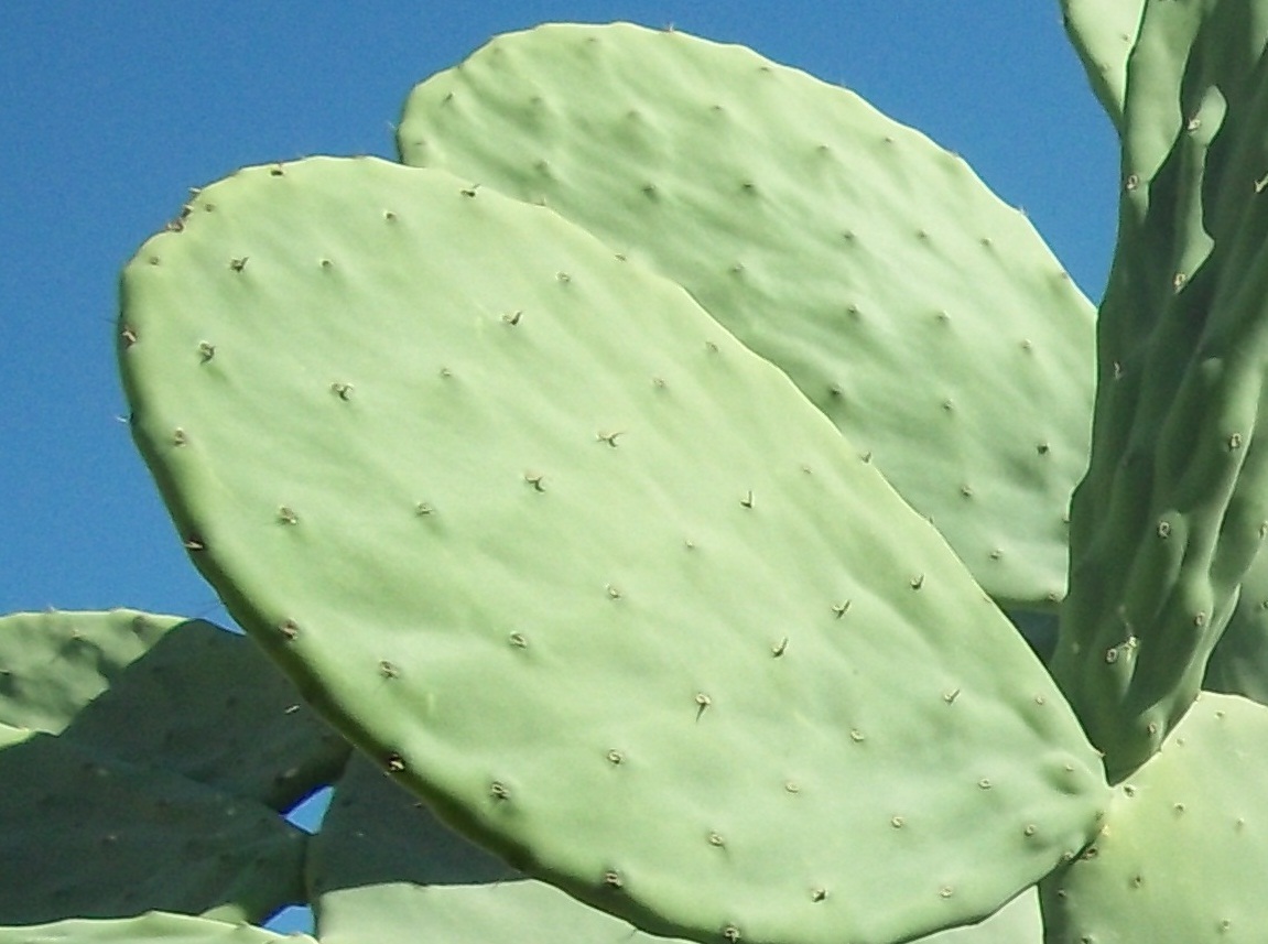 Foraging Cactus Paddles- Nopales/Nopalitos- and Prickly Pears- Tunas