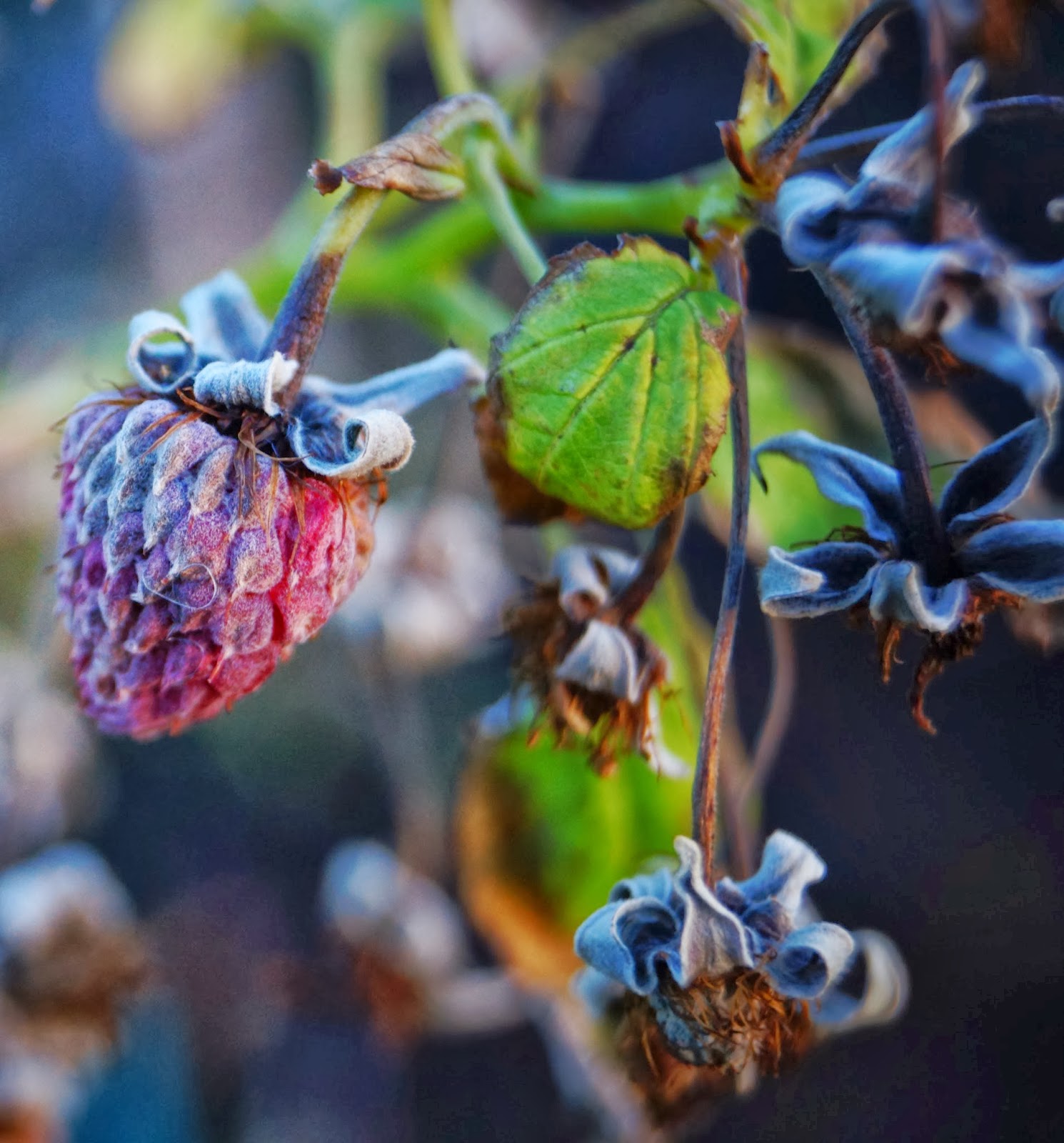Freeze dried raspberries on the plant - 'Grow Our Own' Allotment Blog