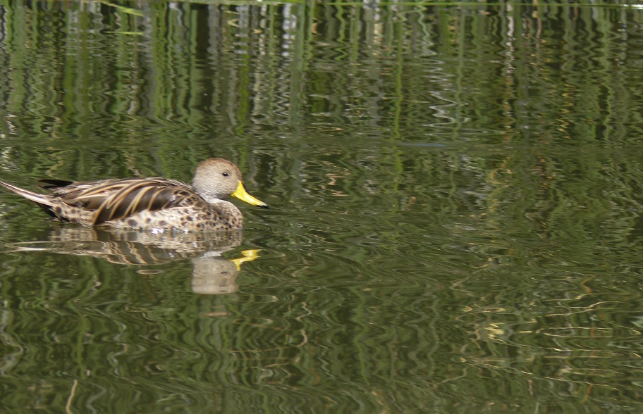 AVES DE PUNO Anas (Pato jergon)
