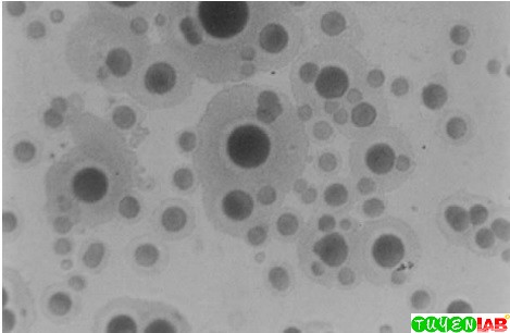 [Microbiology] Atlas of Mycoplasma and Ureaplasma | Free ... dna diagram labeled 