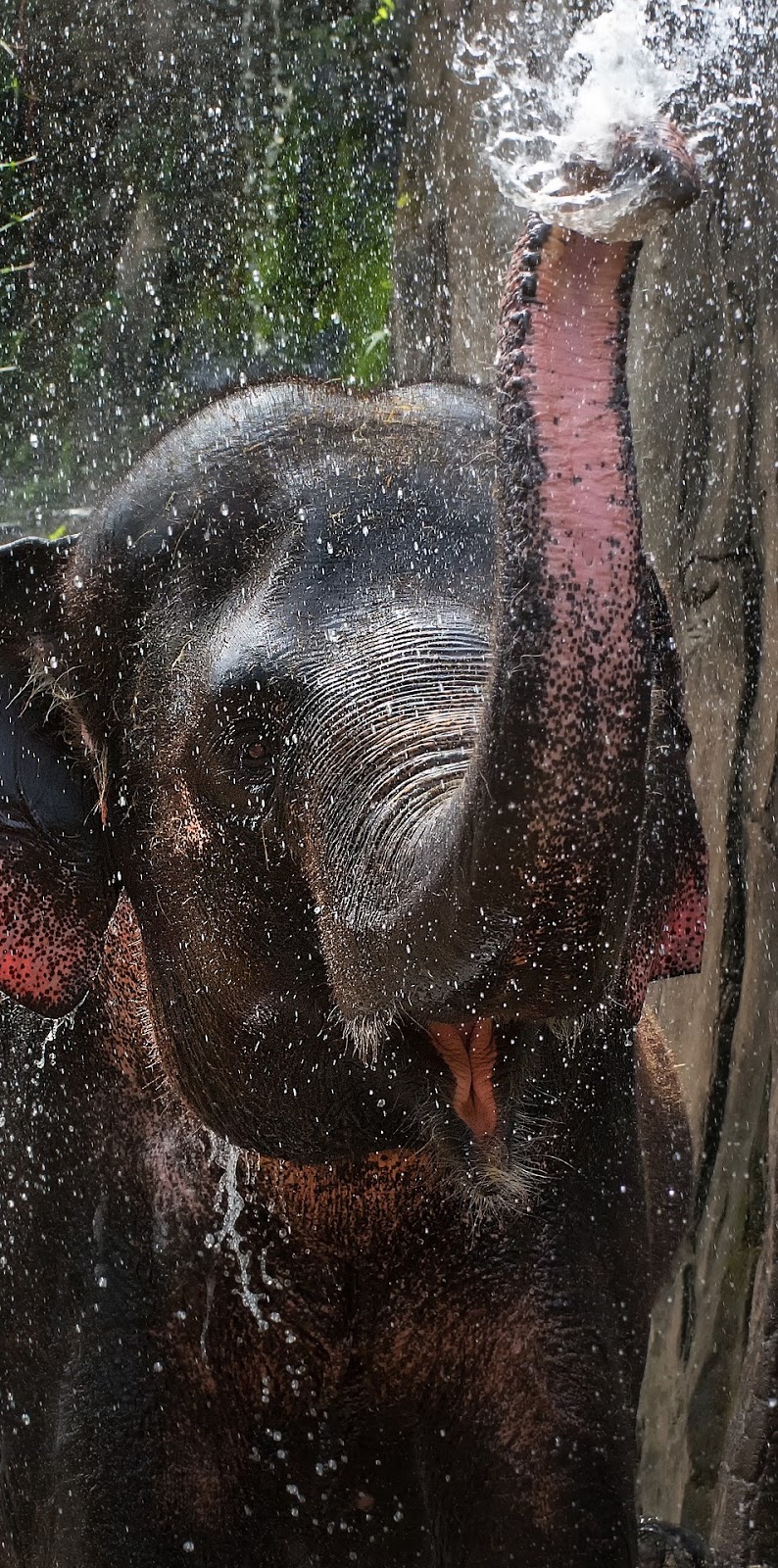 Elephant water splash.