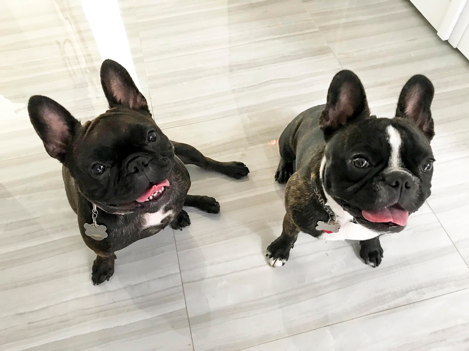 Florida Dog Walkers and Pet Sitters Miami Doggie Daycare & Boarding