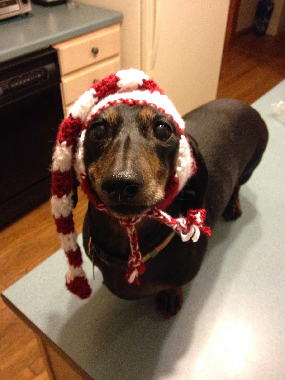 that-s-the-long-short-of-it-holiday-elf-hat-for-dogs-free-crochet