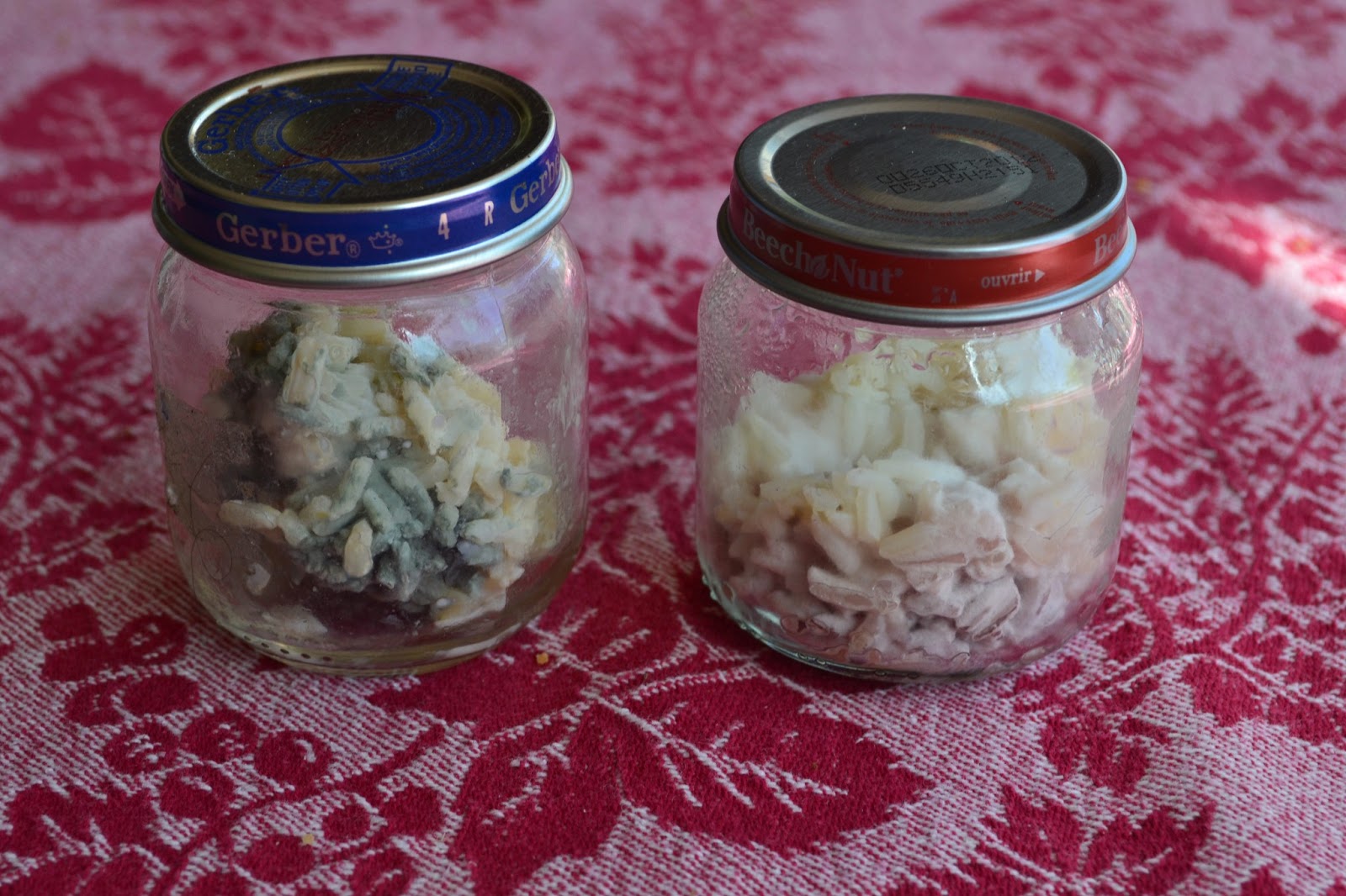 Water and rice experiment image