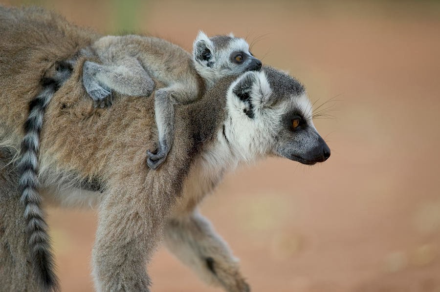 The Jungle Store: Baby Lemur's Hideout